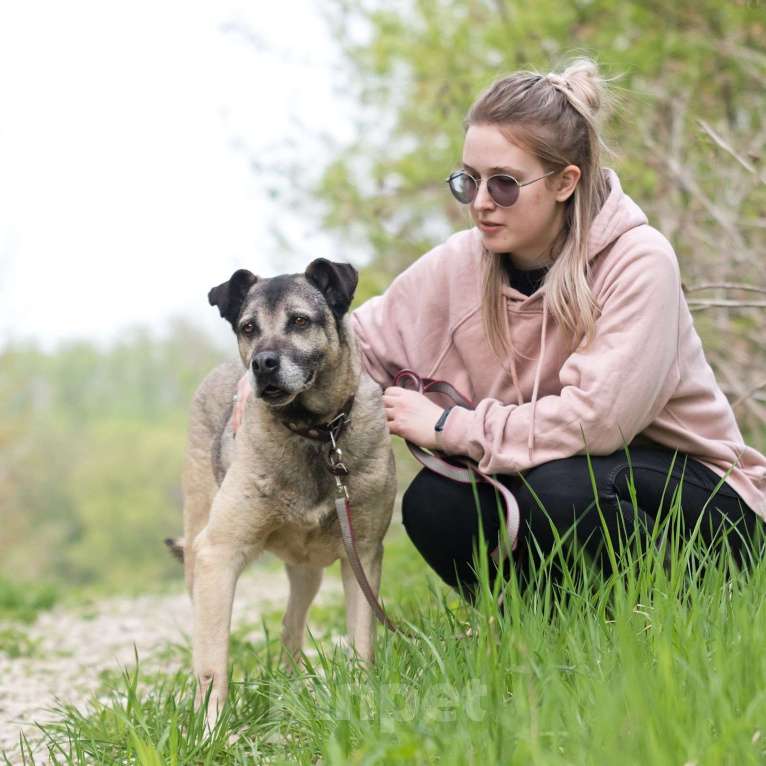 Собаки в Москве: Шустрик Мальчик, Бесплатно - фото 2