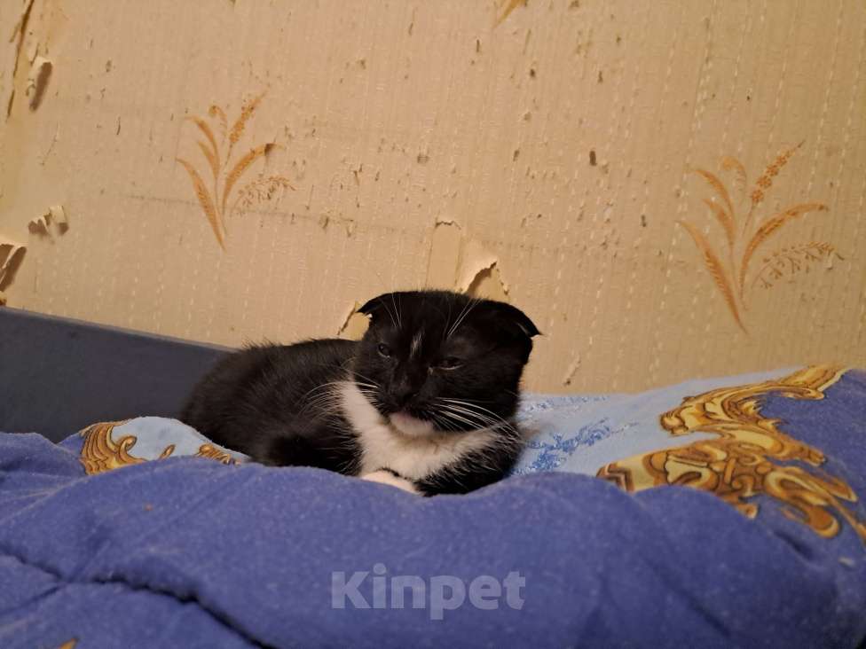 Кошки в Санкт-Петербурге: Продам котят Девочка, 9 000 руб. - фото 4