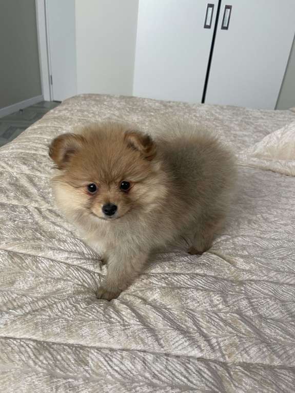 Собаки в Балашихе: Немецкий шпиц  Девочка, 25 000 руб. - фото 4