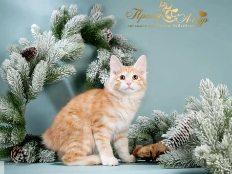 Кошки в Москве: Кошечка Маняша Девочка, Бесплатно - фото 4