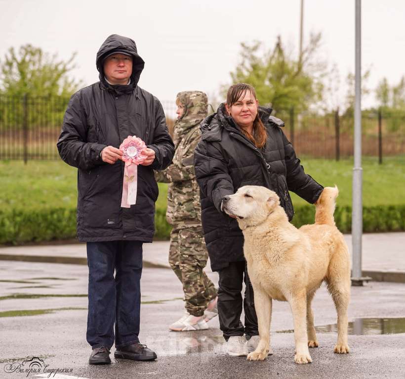 Собаки в Волгограде: племенной кобель Мальчик, Бесплатно - фото 2
