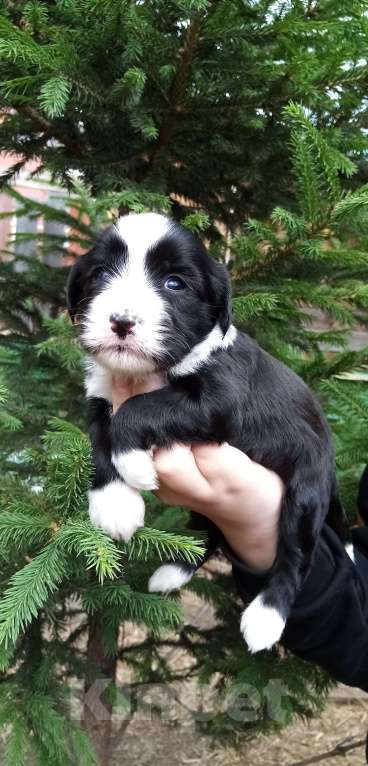 Собаки в Москве: Щенки тибетского терьера  Девочка, 70 000 руб. - фото 6