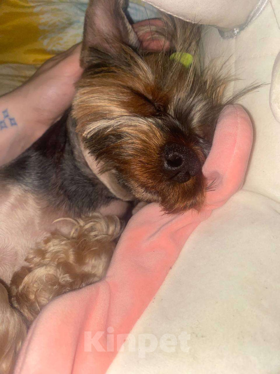 Собаки в Котельнике: Вязка йоркширский терьер  Девочка, 1 руб. - фото 1