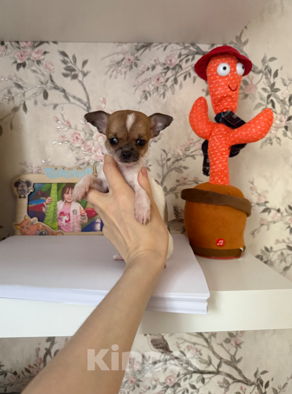 Собаки в Москве: Девочка Девочка, 25 000 руб. - фото 1