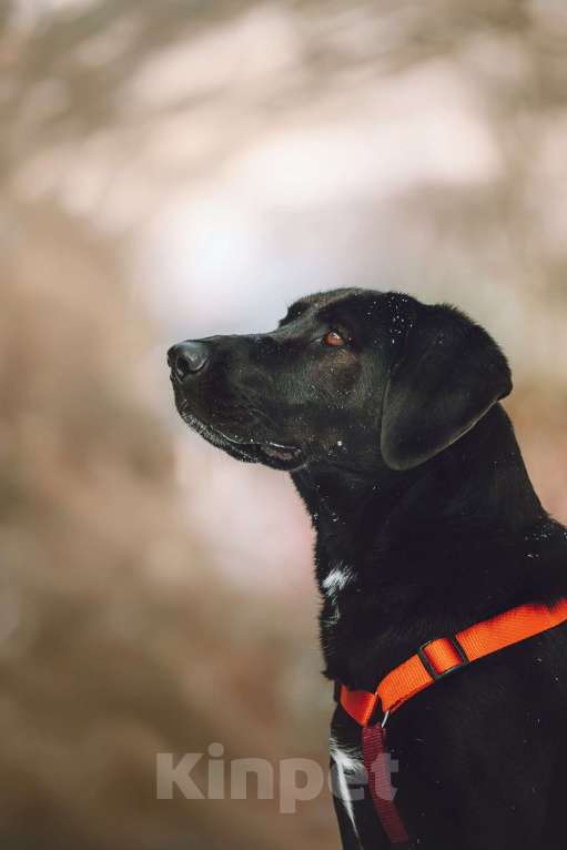 Собаки в Москве: Собака бесплатно в Москве Девочка, Бесплатно - фото 9