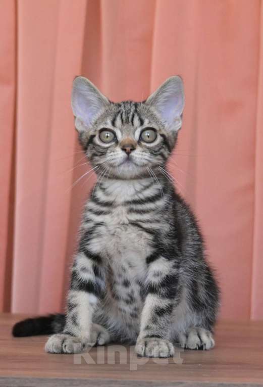 Кошки в Москве: Котенок Американской короткошерстной породы Мальчик, 75 000 руб. - фото 2