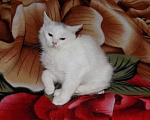 Кошки в Москве: Котята анатолийские девочки Девочка, 8 000 руб. - фото 3