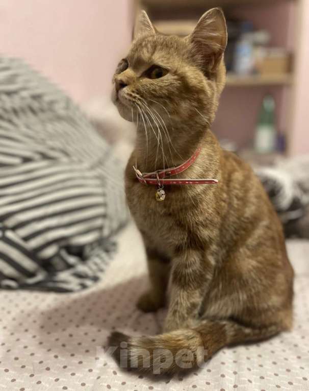 Кошки в Кемерово: Отдам котят в добрые руки  Девочка, Бесплатно - фото 2