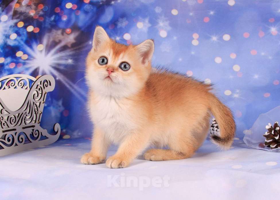 Кошки в Санкт-Петербурге: Золотая скоттиш-страйт Девочка, Бесплатно - фото 3