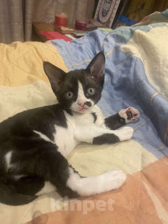 Кошки в Москве: Котенок Девон рекс Мальчик, 25 000 руб. - фото 1