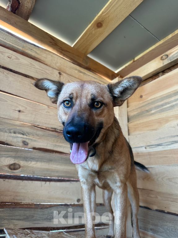 Собаки в других городах Свердловской области: Миниатюрная собака в поисках дома Девочка, Бесплатно - фото 1