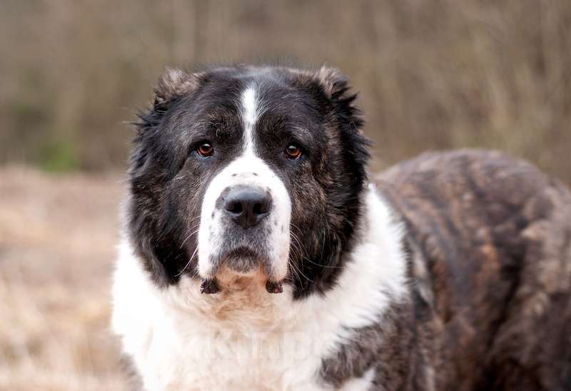 Собаки в Москве: Красавица алабай Фелиса в добрые руки Девочка, Бесплатно - фото 4