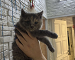 Кошки в Оренбурге: Британский короткошерстный котенок девочка  Девочка, Бесплатно - фото 4