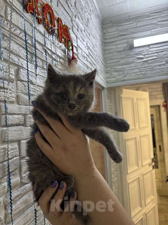 Кошки в Оренбурге: Британский короткошерстный котенок девочка  Девочка, Бесплатно - фото 4