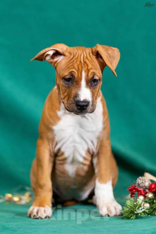 Собаки в Красногорске: Девочка 6  Девочка, 50 000 руб. - фото 4