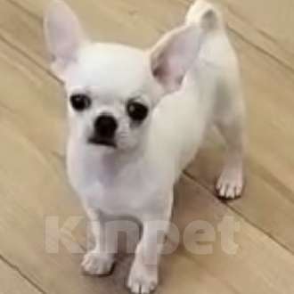 Собаки в Пензе: Чихуахуа мальчик Мальчик, 40 000 руб. - фото 1