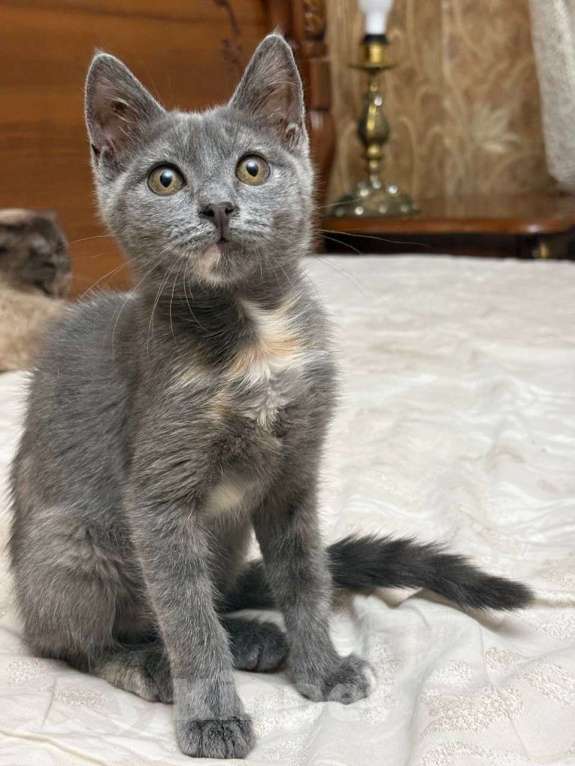 Кошки в Москве: Котенок девочка в добрые руки Девочка, Бесплатно - фото 2