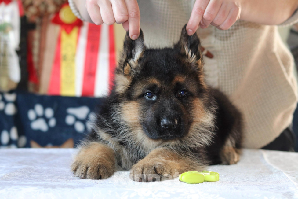 Собаки в Артеме: Озорные щенята Немецкой овчарки  Мальчик, 80 000 руб. - фото 3