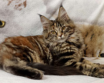 Кошки в Симферополе: Котята Мейн Кун  Девочка, 15 000 руб. - фото 3