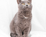 Кошки в Москве: Север, метис британского кота Мальчик, Бесплатно - фото 3