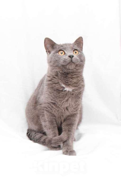 Кошки в Москве: Север, метис британского кота Мальчик, Бесплатно - фото 3