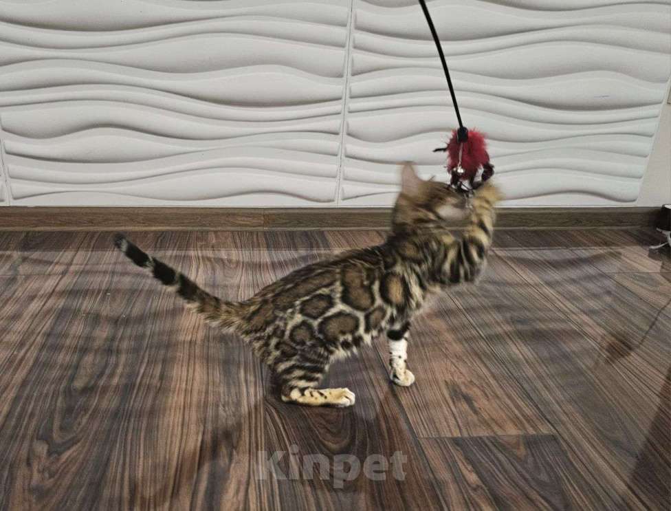 Кошки в Москве: Бенгальский котенок  Девочка, 35 000 руб. - фото 3