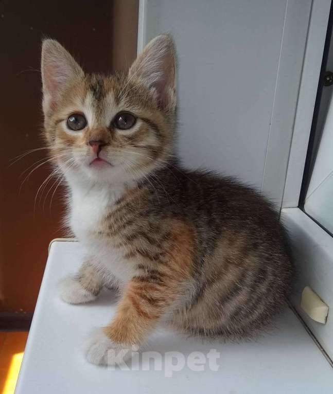 Кошки в Москве: Милый котенок в дар Девочка, Бесплатно - фото 1