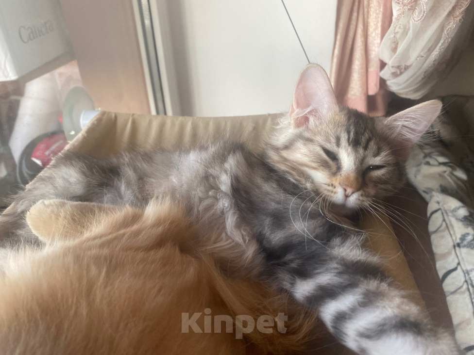 Кошки в других городах Краснодарского края: Фантастический помет Разнополые, 30 000 руб. - фото 3