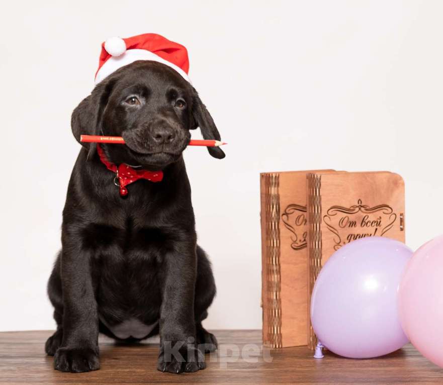 Собаки в Курске: Щенки лабрадора ретривера  Девочка, Бесплатно - фото 8