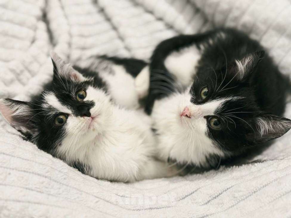 Кошки в Балашихе: Лунтик и Фиксик в одни добрые руки Мальчик, Бесплатно - фото 1