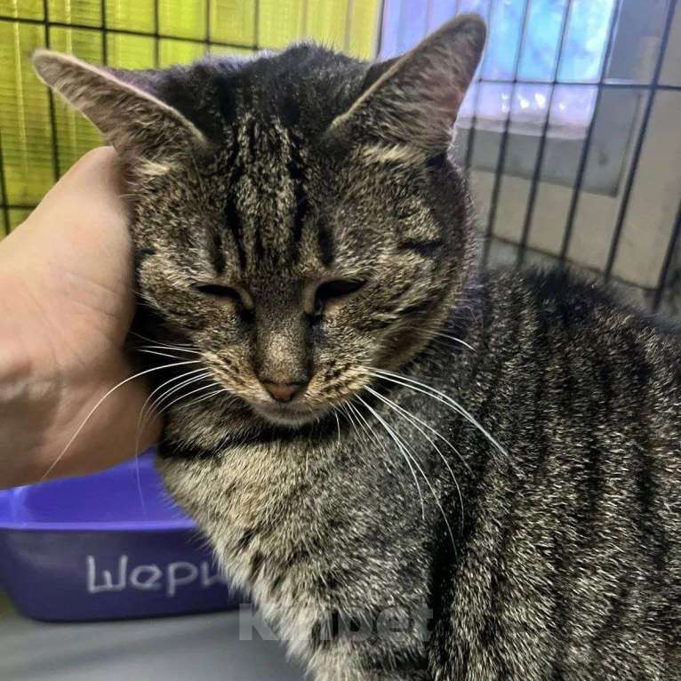 Кошки в Москве: Спасите Шерил из клеточки! Девочка, Бесплатно - фото 2