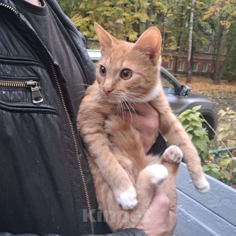 Кошки в Красногорске: Маленькая Стеша 4,5 месяца очень ждет родителей  Девочка, Бесплатно - фото 5