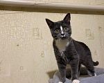 Кошки в Долгопрудном: Котенок из приюта Мальчик, Бесплатно - фото 1