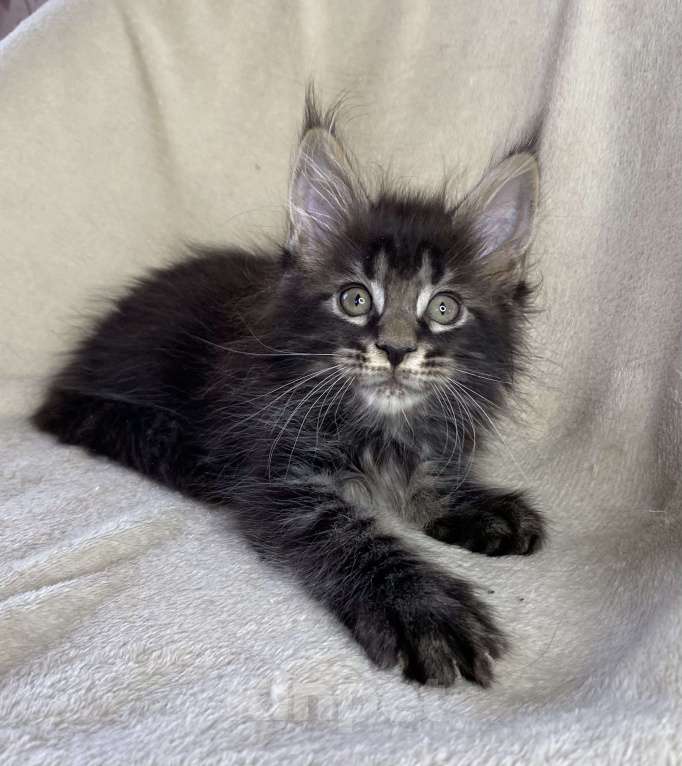 Кошки в Дмитрове: Черный мраморный мальчик мейн кун Мальчик, 30 000 руб. - фото 7