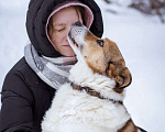Собаки в Москве: Бомбей Мальчик, Бесплатно - фото 4