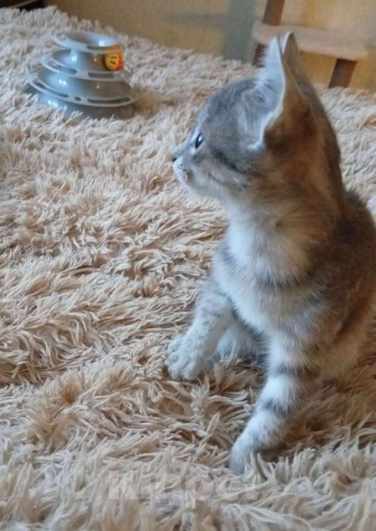 Кошки в Санкт-Петербурге: Кошечка Дымочка 3 месяца Девочка, Бесплатно - фото 3