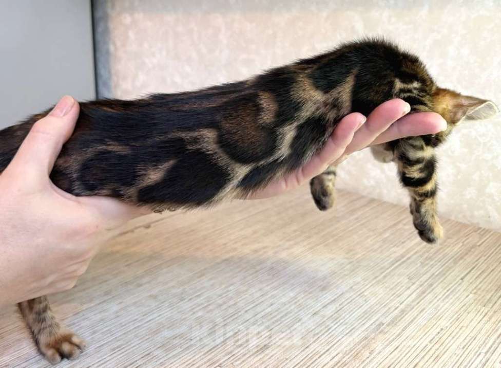 Кошки в Москве: Клубные бенгальские котята - мальчик Мальчик, 60 000 руб. - фото 2