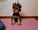 Собаки в Смоленске: Йорк мальчик Мальчик, 35 000 руб. - фото 4