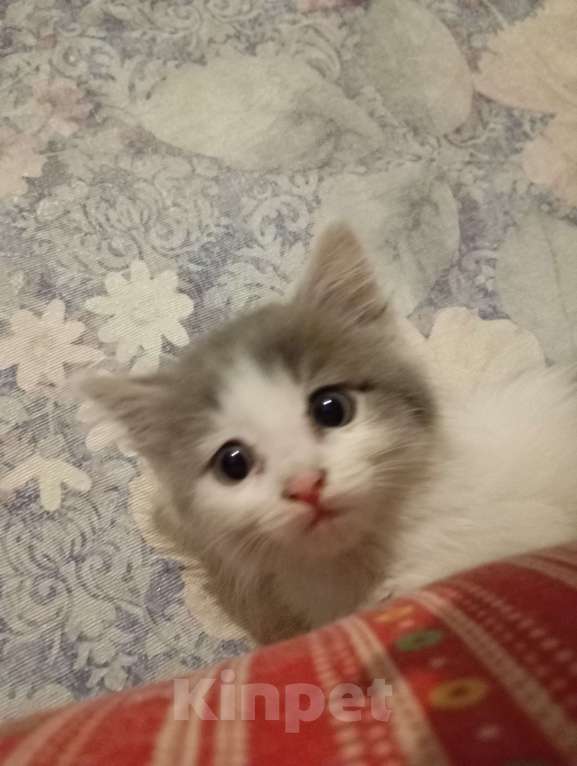 Кошки в Бердске: Котенок бесплатно в добрые руки  Девочка, Бесплатно - фото 5