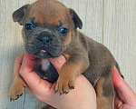 Собаки в Санкт-Петербурге: Щенки Французского бульдога Разнополые, 50 руб. - фото 9