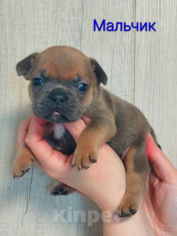 Собаки в Санкт-Петербурге: Щенки Французского бульдога Разнополые, 50 руб. - фото 9