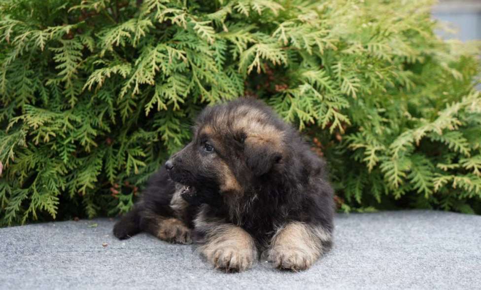 Собаки в Москве: Немецкая овчарка щенок мальчик дш Мальчик, 50 000 руб. - фото 5