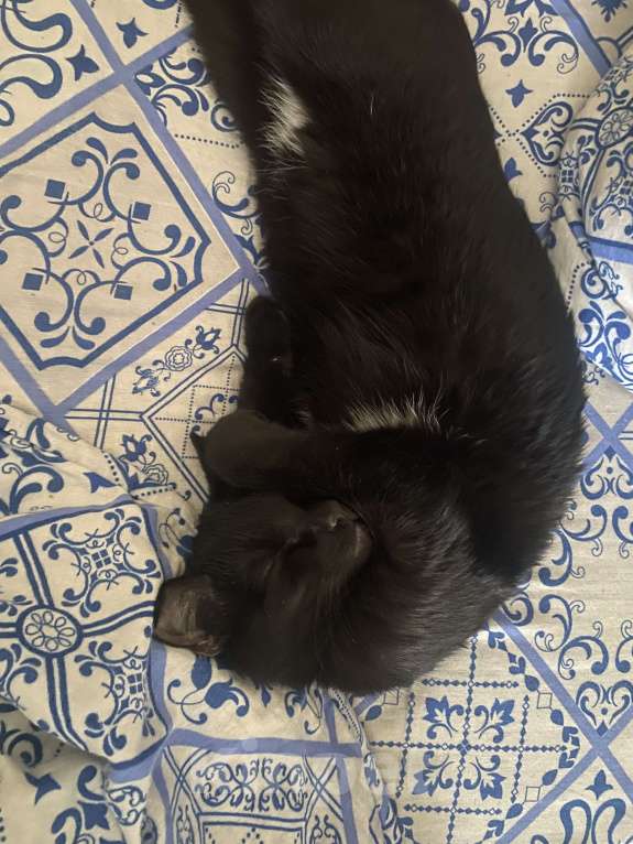 Кошки в Новосибирске: потерялась моя кошка 12 июня Девочка, Бесплатно - фото 4