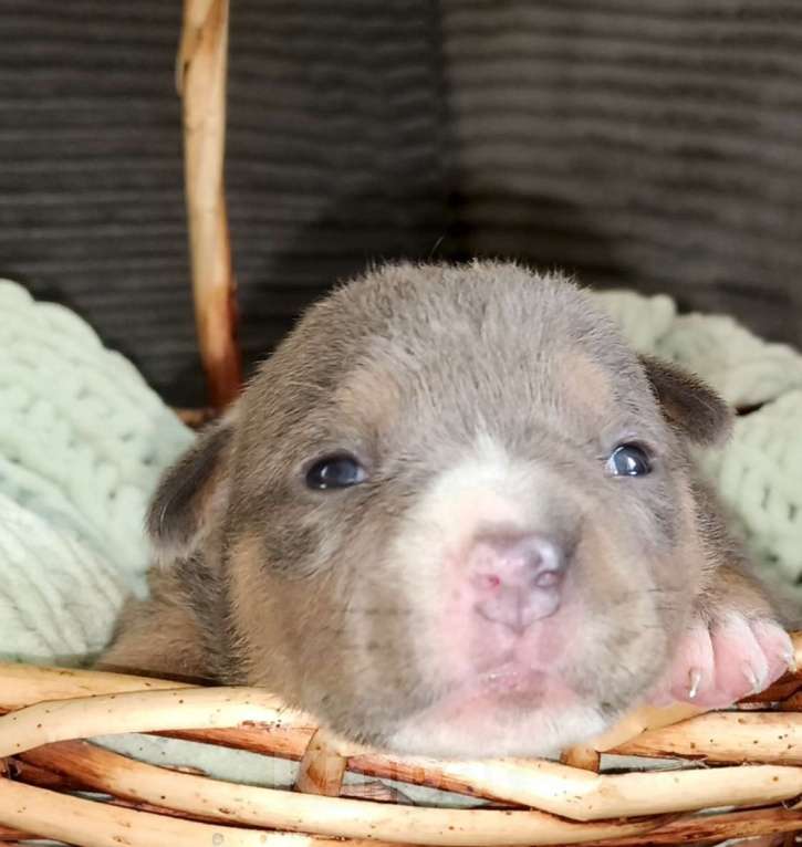 Собаки в Саратове: Американский булли девочки Мальчик, 100 000 руб. - фото 1