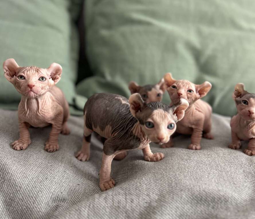 Кошки в Москве: Продаются котята-эльфы Мальчик, 22 000 руб. - фото 2