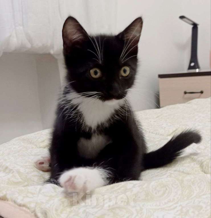 Кошки в Тюмени: Милейший котенок в дар. Кастрирован Мальчик, Бесплатно - фото 2