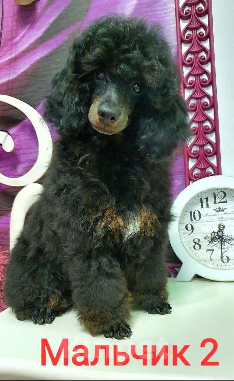 Собаки в Москве: Ребята-пуделята  Мальчик, 70 000 руб. - фото 6