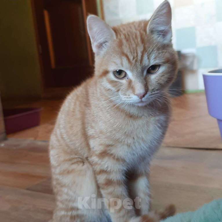 Кошки в Томске: Найден котик в Богашево Мальчик, Бесплатно - фото 1