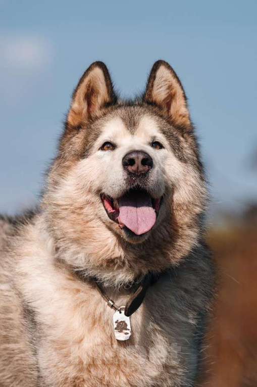 Собаки в Москве: Маламут Аякс ищет дом Мальчик, 1 руб. - фото 7