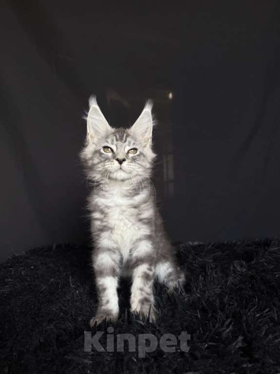 Кошки в Москве: Мейн-кун мальчик Мальчик, 40 000 руб. - фото 2